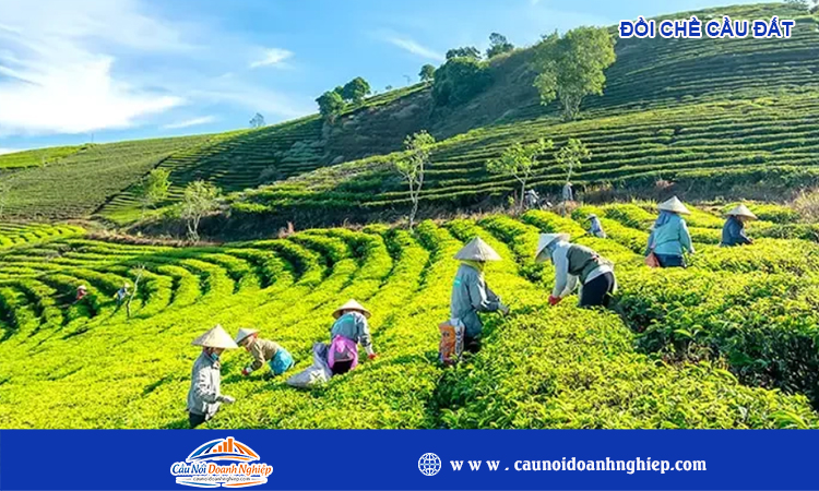 Đồi chè cầu đất 